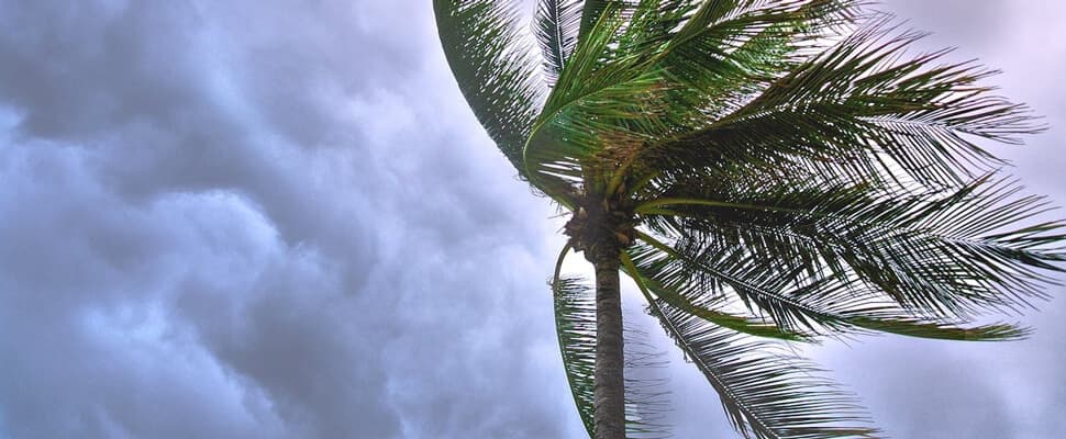 Palm tree with large leaves Palm tree with large leaves blowing in the wind against a cloudy sky.