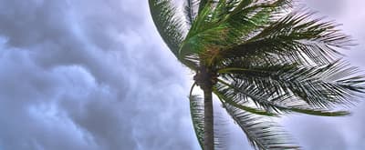 Palm tree with large leaves blowing in the wind against a cloudy sky.
